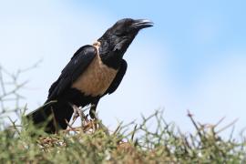 Kruk srokaty - Corvus albus - Pied Crow