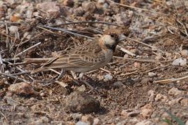 Pustynka płowa - Eremopterix leucopareia - Fischer's Sparrow Lark