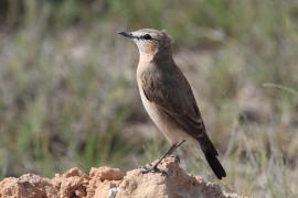 Pokląskwa - Saxicola rubetra - Whinchat