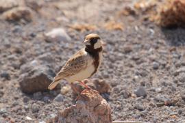 Pustynka płowa - Eremopterix leucopareia - Fischer's Sparrow Lark