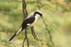 Dzierzba srokoszowata - Lanius excubitoroides - Grey-backed Fiscal