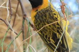 Wikłacz łuskowany - Ploceus spekei - Speke's Weaver