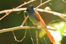 Muchodławka wspaniała - Terpsiphone viridis - African Paradise-flycatcher