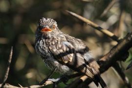 Mucharka szara - Bradornis microrhynchus - African Grey Flycatcher