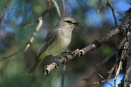 Mucharka szara - Bradornis microrhynchus - African Grey Flycatcher