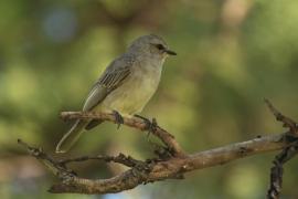 Mucharka szara - Bradornis microrhynchus - African Grey Flycatcher