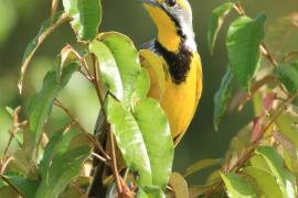 Szponnik żółtogardły - Macronyx croceus - Yellow-throated Longclaw