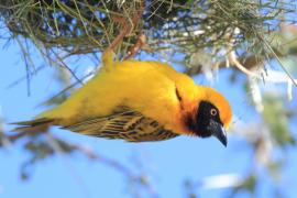 Wikłacz łuskowany - Ploceus spekei - Speke's Weaver