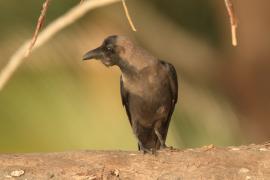 Wrona orientalna - Corvus splendens  - House Crow