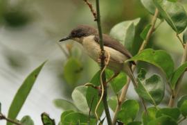 Nikornik żałobny - Apalis melanocephala - Black-headed Apalis
