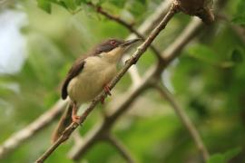 Nikornik żałobny - Apalis melanocephala - Black-headed Apalis