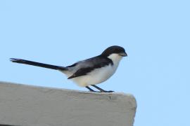 Dzierzba sawannowa - Lanius cabanisi - Long-tailed Fiscal