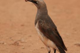 Błyszczak szarawy - Lamprotornis fischeri - Fischer's Starling