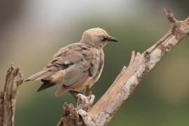 Błyszczak szarawy - Lamprotornis fischeri - Fischer's Starling