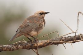 Błyszczak szarawy - Lamprotornis fischeri - Fischer's Starling