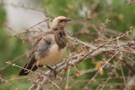 Błyszczak szarawy - Lamprotornis fischeri - Fischer's Starling