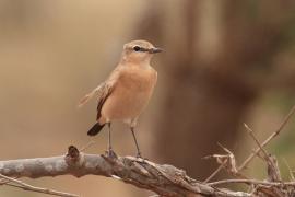 Białorzytka płowa - Oenanthe isabellina - Isabelline Wheatear