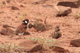 Pustynka białoucha - Eremopterix leucotis - Chestnut-backed Sparrow-Lark