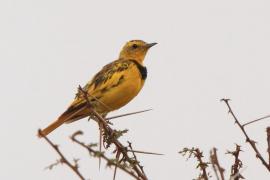 Świergotnik - Tmetothylacus tenellus - Golden Pipit
