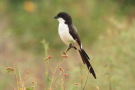 Dzierzba sawannowa - Lanius cabanisi - Long-tailed Fiscal