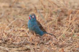 Motylik krasnouchy - Uraeginthus bengalus - Red-cheeked Cordon-bleu