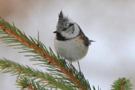 Czubatka  - Crested Tit