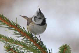 Czubatka  - Crested Tit