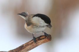 Czarnogłówka - Poecile montanus - Willow Tit