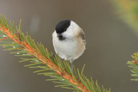 Czarnogłówka - Poecile montanus - Willow Tit