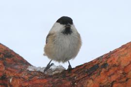 Czarnogłówka - Poecile montanus - Willow Tit