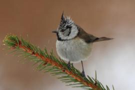 Czubatka  - Crested Tit