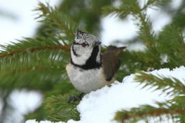 Czubatka  - Crested Tit