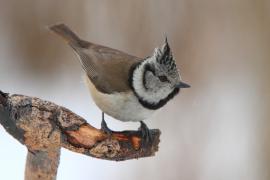 Czubatka  - Crested Tit