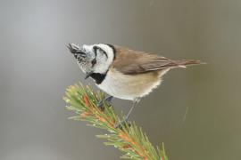 Czubatka  - Crested Tit