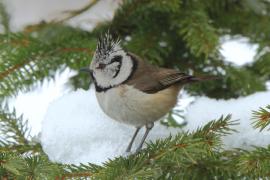 Czubatka  - Crested Tit