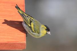 Czyż - Spinus spinus - Eurasian Siskin