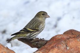 Czyż - Spinus spinus - Eurasian Siskin