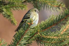 Czyż - Spinus spinus - Eurasian Siskin