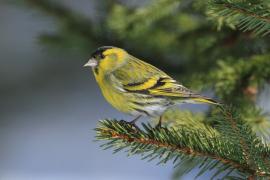 Czyż - Spinus spinus - Eurasian Siskin