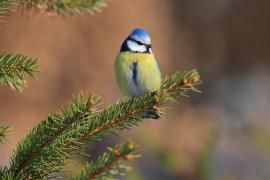 Modraszka - Cyanistes caeruleus - Blue Tit