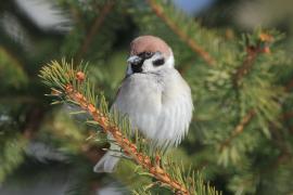 Mazurek - Passer montanus - Eurasian Tree Sparrowh