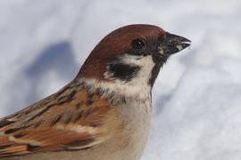 Mazurek - Passer montanus - Eurasian Tree Sparrowh