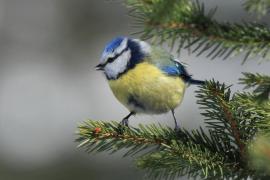 Modraszka - Cyanistes caeruleus - Blue Tit