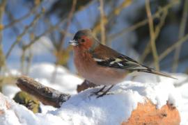 Zięba - Fringilla coelebs - Common Chaffinch