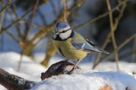 Modraszka - Cyanistes caeruleus - Blue Tit