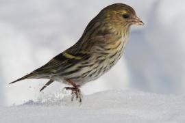 Czyż - Spinus spinus - Eurasian Siskin