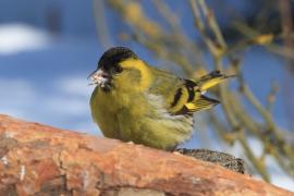 Czyż - Spinus spinus - Eurasian Siskin