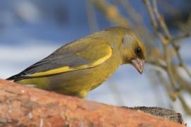 Dzwoniec - Chloris chloris - Greenfinch