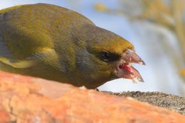Dzwoniec - Chloris chloris - Greenfinch