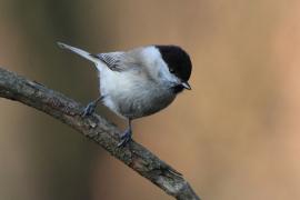 Czarnogłówka - Poecile montanus - Willow Tit
